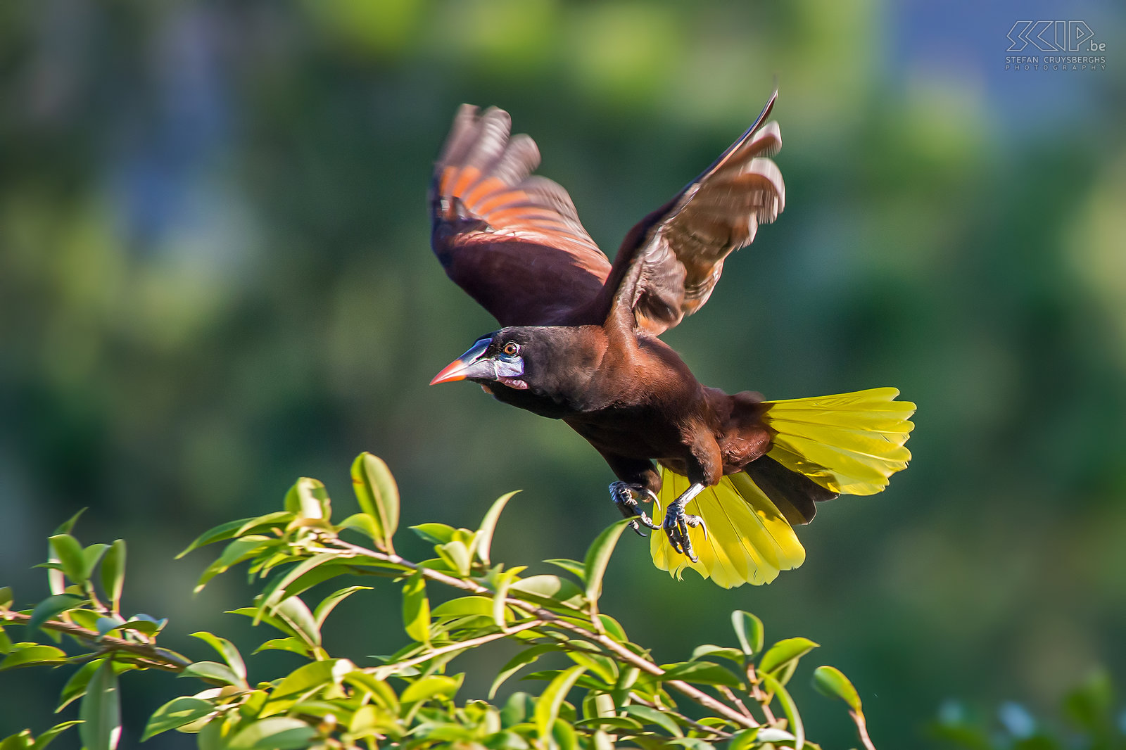Arenal - Montezuma oropendola A flying Montezuma oropendola in Arenal Volcano national park in Costa Rica. The Montezuma oropendola (psarocolius montezuma) is a large  tropical icterid bird which has a bright yellow tail.  They inhabit forest canopy and old plantations and they create large hanging nests. The have a loud and special song.<br />
 Stefan Cruysberghs